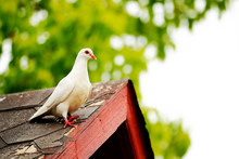 White Dove Perching On Roof