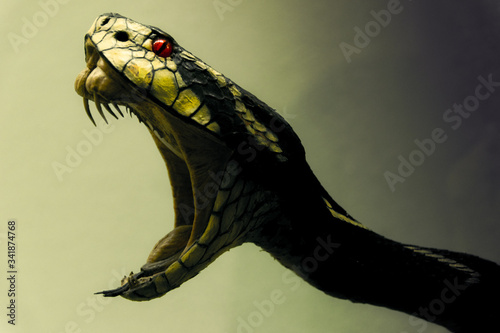 Fotografía Close-up Of Snake With Mouth Open