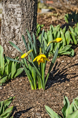 Wall Mural - First Daffodils of Spring