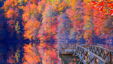 Fallen Red And Yellow Leaves In Autumn Forest - Autumn Landscape In (seven Lakes) Yedigoller Park Bolu With Wooden Pier - Bolu, Turkey
