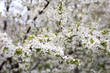 © Olesya - Paradise lush cherry blossom in the garden. Branches with cherry blossoms. Blooming spring cherry orchard