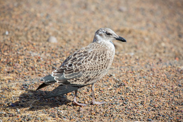 Wall Mural - Grey gull. (Herring gull)
 The picture was taken in Argentina on the coast among the Magellanic penguins.