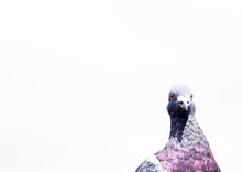 Pigeon Against Clear Sky