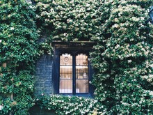View Of Window Amid Creepers On The Wall