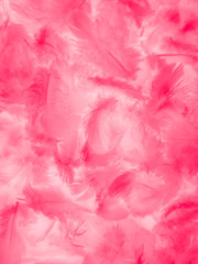 Wall Mural - Beautiful abstract white and pink feathers on white background and soft white feather texture on pink  pattern and pink background, feather background, pink banners
