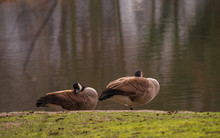 Canada Geese Resting On Grass Against Lake
