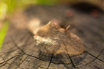 Wall Mural - Dry skeletonized leaf on a stump close up