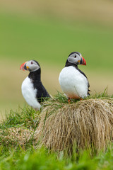 Canvas Print - Papageitaucher (Fratercula arctica) auf Island