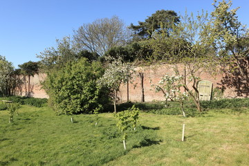 Sticker - : Conservation corner of a walled garden in springtime with flowering fruit trees and young hazel saplings