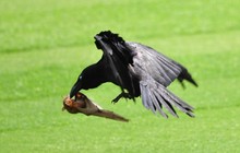 High Angle View Of Raven Hunting Bat Over Field