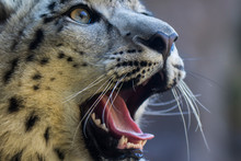 Close-up Of Snow Leopard Yawning