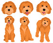 Set of cartoon dog breeds Goldendoodle. Collection of vector portraits of Goldendoodle dogs. Print for clothes. Colorful illustration of a fluffy dog. Tattoo Grodl.