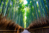 Fototapeta Na drzwi - Arashiyama bamboo forest in Kyoto Japan. One of the famous scenic point of Japan.