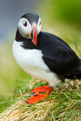 Poster - Papageitaucher (Fratercula arctica) auf Island