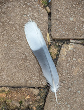 A Grey And White Feather Isolated On A Paved Surface Outdoors