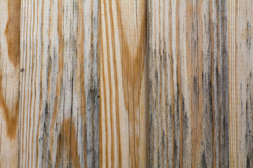 photo background, texture natural wood old cedar, black and yellow colors. organic