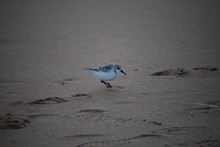 Bird At Beach