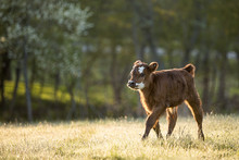 Calf Walking On Field