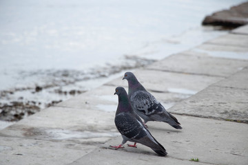 Two pigeons near the river. Sunny spring day. Spring.