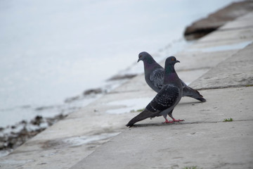 Two pigeons near the river. Sunny spring day. Spring.