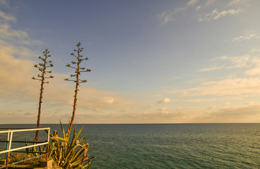 Wall Mural - Mediterranean seascape with flowering agave plants overhanging the sea at sunset, Liguria, Italy