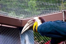 Hornbill By Cage At Zoo