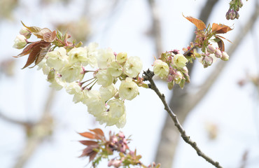 Canvas Print - うこん桜