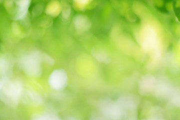 Wall Mural - bokeh green smooth background beautiful blur with green bokeh that blurs the focus of leaves from tr