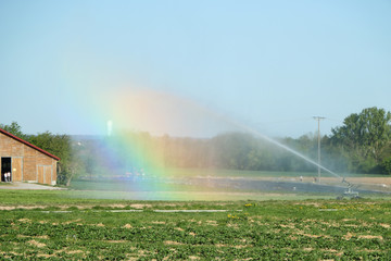 Weizenfeld wird mit Sprinkler bewässert und Regenbogen gebildet.