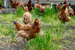Red hens on green grass waiting to be fed. Typical of farm as reserve of animals for own consumption.