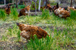 Red hens on green grass waiting to be fed. Typical of farm as reserve of animals for own consumption.