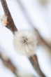 Fluffy little willow bud macro
