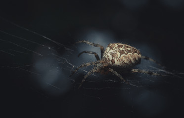 a spider weaves its web