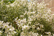 Dense Cluster Of Dainty White Flowers In Spring