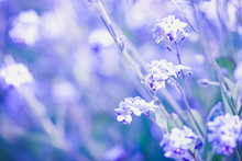 Purple Flowers In Field