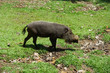 Bartschwein im Bako Nationalpark, Sarawak, Borneo, Malaysia
