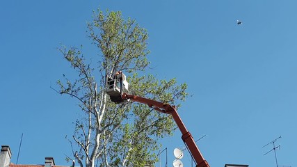 Wall Mural - Worker with a chainsaw trimming the tree branches on the high Hydraulic mobile platform 4K video