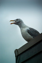Low Angle View Of Seagull Perching On Roof Against Clear Sky