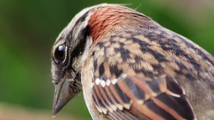 Canvas Print - Close up da ave tico-tico (Zonotrichia capensis)