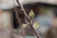 Branch Of Apple Tree With Buds