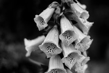 Close-up Of Foxglove Blooming Outdoors