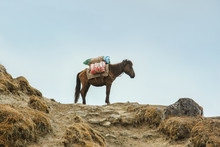 Donkey With Luggage On His Back In The Mountains Against The Sky.