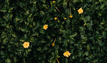 Spring green grass texture with flowers