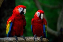 Close-up Of Scarlet Macaws Perching On Branch