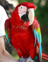 Cropped Hand Of Man With Scarlet Macaw