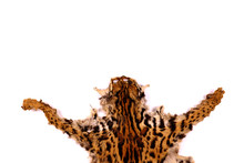 High Angle View Of Leopard Skin On White Background