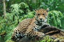 Jaguar Lying On Wood In Forest