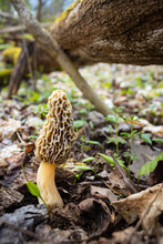 Morel Mushroom In Forest