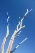 Dead tree branches against blue sky