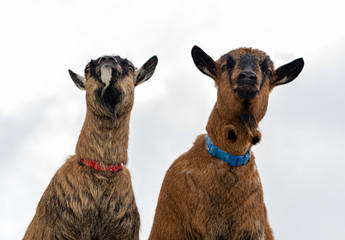 Goats eating grass in the field